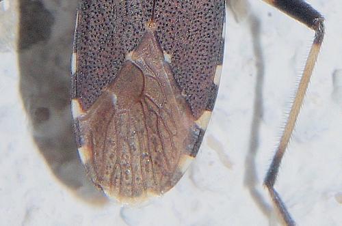 Réf. 287 072 : Dicranocephalus agilis
